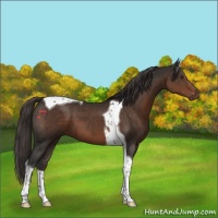 Horse Color:Liver Chestnut Tobiano 