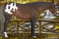 Horse Color:Liver Chestnut Blanket Rabicano 
