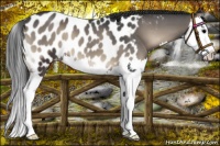 Horse Color:Blue Onyx Splash Near Leopard 