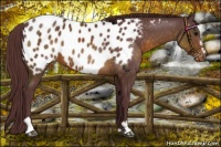 Horse Color:Chocolate Buckskin Sabino Appaloosa 