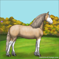 Horse Color:Palomino Roan Splash 
