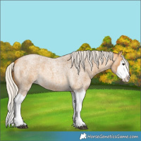 Horse Color:Silver Buckskin Roan Splash