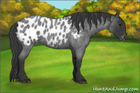 Horse Color:Blue Roan Appaloosa 