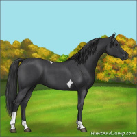 Horse Color:Blue Roan Tobiano