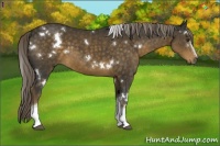 Horse Color:White Spotted Chocolate Palomino 