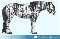 Horse Color:Black Tobiano  and Black Tobiano Near Leopard 