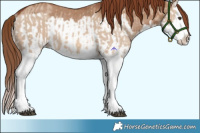 Horse Color:Red Dun Splash  and Red Dun Splash Rabicano 