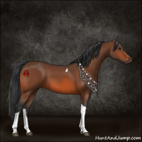 Horse Color:Bay Tobiano 