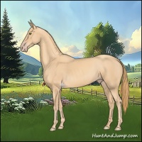 Horse Color:Gold Champagne 