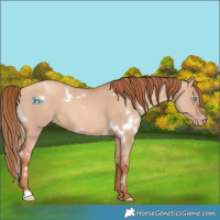 Horse Color:White Spotted Gold Champagne Dun 