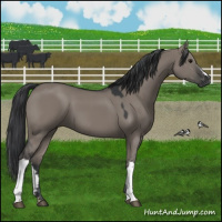 Horse Color:Grullo 