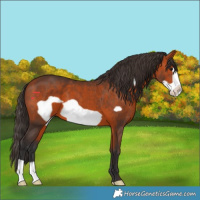 Horse Color:Bay Frame 