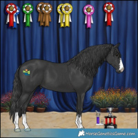 Horse Color:Black 