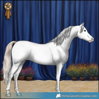 Horse Color:Chestnut Sabino Appaloosa 