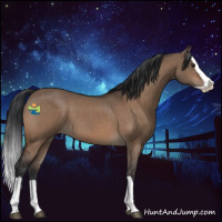 Horse Color:Brown Dun Splash