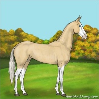 Horse Color:Silver Buckskin Roan Splash 