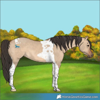 Horse Color:Bay Dun Tobiano 