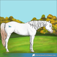 Horse Color:White Spotted Bay Dun Splash Varnish 