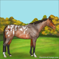 Horse Color:Bay Roan Appaloosa
