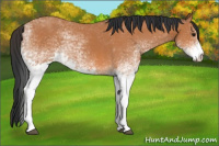 Horse Color:White Spotted Bay 