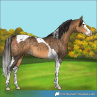 Horse Color:Buckskin Splash Tobiano 