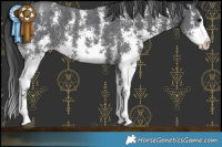 Horse Color:Black Sabino Splash