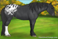 Horse Color:Blue Roan Appaloosa