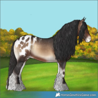 Horse Color:Brown Onyx Appaloosa 