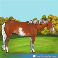 Horse Color:White Spotted Silver Bay Splash 