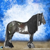 Horse Color:White Spotted Brown 