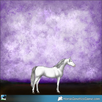 Horse Color:Black Sabino Appaloosa Rabicano