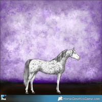 Horse Color:Black Sabino Snowflake VarnishRabicano 