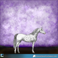 Horse Color:Black Sabino Appaloosa Rabicano