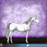 Horse Color:White Spotted Black Sabino Appaloosa Rabicano 