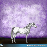 Horse Color:Black Sabino Appaloosa 