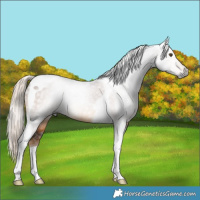 Horse Color:Gray Chocolate Palomino Mushroom Tobiano Rabicano 