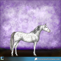Horse Color:Blue Onyx Appaloosa Rabicano 