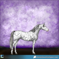 Horse Color:Black Sabino Near Leopard 