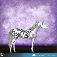 Horse Color:Black Sabino Appaloosa Rabicano