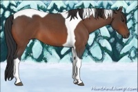 Horse Color:Bay Roan Tobiano
