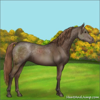 Horse Color:Liver Chestnut Rabicano 
