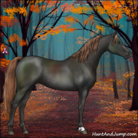 Horse Color:Liver Chestnut Rabicano 