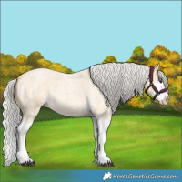 Horse Color:Silver Buckskin Roan Splash 