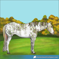 Horse Color:Plaid  Liver Chestnut Ice Sabino 