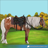 Horse Color:Silver Bay Appaloosa 