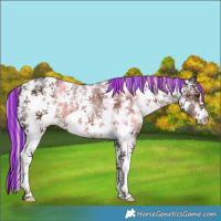 Horse Color:Painted Liver Chestnut Sabino 