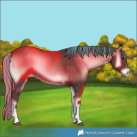 Horse Color:Painted Liver Red Onyx Sabino 