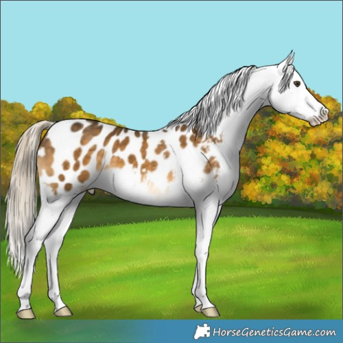 Horse Color:Chocolate Palomino Mushroom Appaloosa 