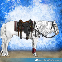 Horse Color:Silver Bay Pearl Appaloosa 