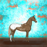 Horse Color:Chocolate Palomino Appaloosa 